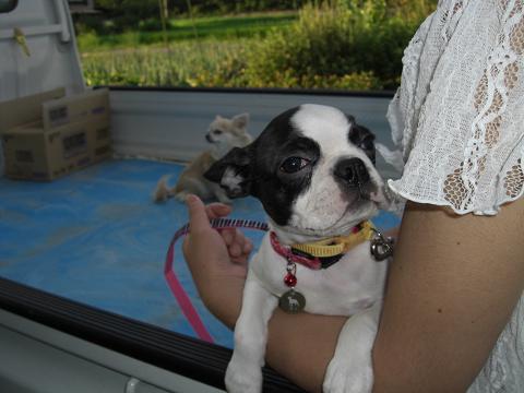 ひも、ｼﾞｬﾏでつ