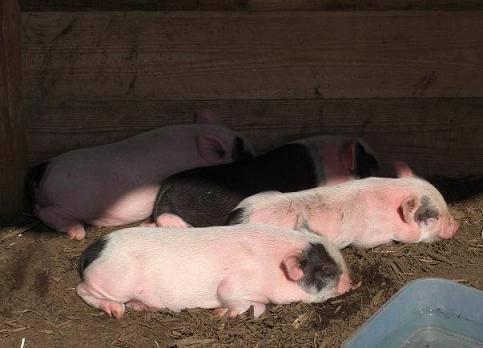 みにぶたちゃん