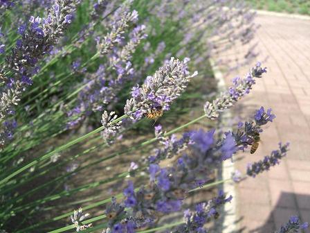 ﾗﾍﾞﾝﾀｰとﾐﾂﾊﾞﾁ