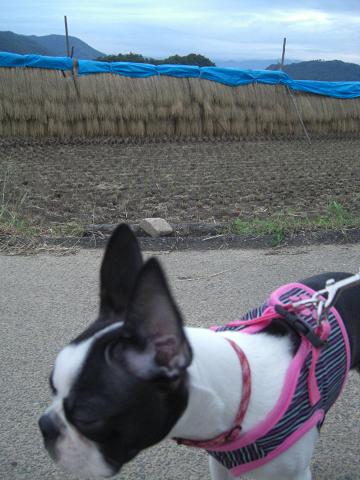 きょーみないでつ