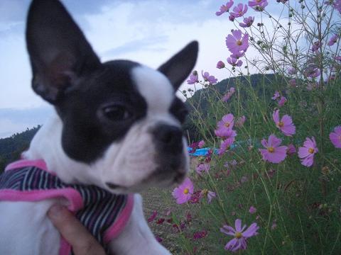 ぷくとコスモス