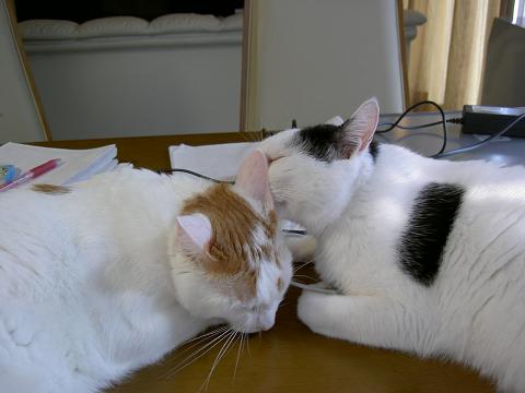 コピー ～ 猫パッチ20070829 007.JPG