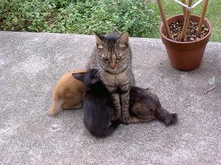 コピー ～ 猫パッチワーク２００80902 039.jpg