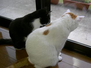 猫パッチワーク２００80803 017.jpg