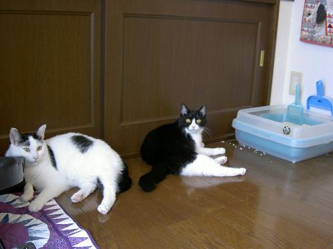 コピー ～ 猫パッチ20070829 028.JPG