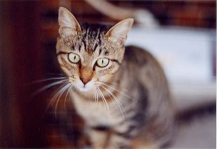 猫06