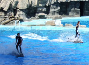 イルカサーフィン