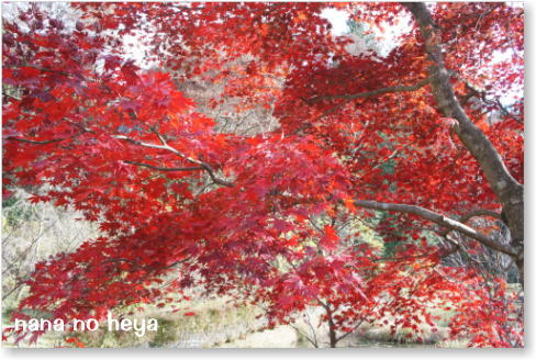 寝覚めの床　紅葉　もみじ