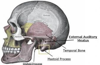 gorilla skull mastoid process