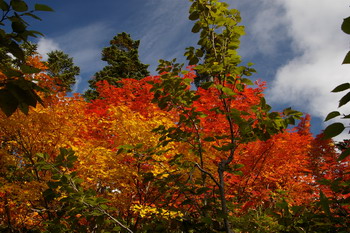 D20081009085.jpg