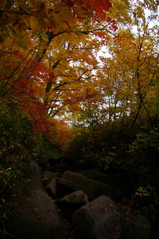 D20081009023.jpg