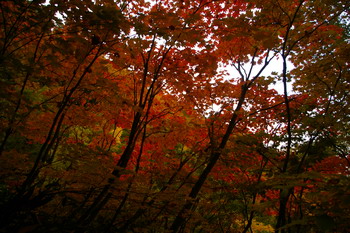 D20081009030.jpg