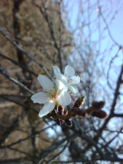 開花し始めた二季咲桜