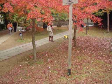 H20.11.22 京都紅葉　東福寺　真如堂 041.jpg