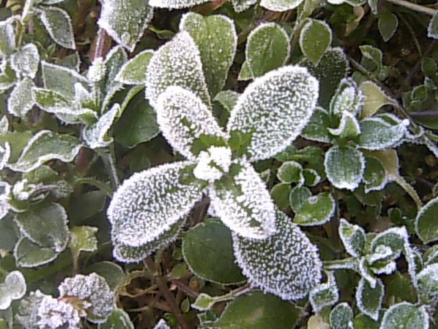 霜の荘厳２