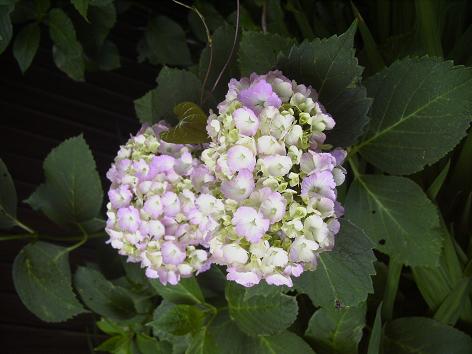 ハート型のアジサイの花