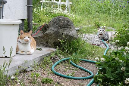 番犬ならぬ番猫