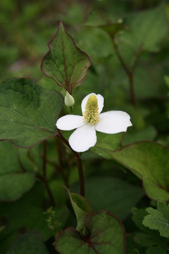 どくだみの花