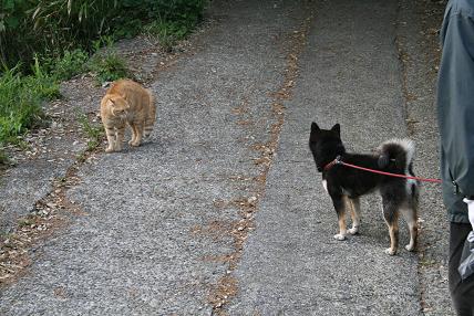 花ちゃんときなこ２