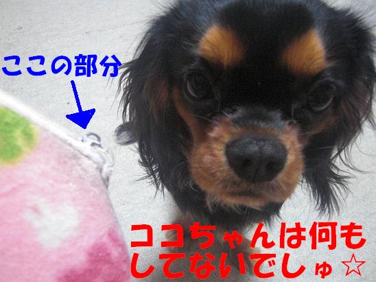 ココちゃん(2009/1/14)2