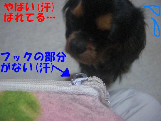 ココちゃん(2009/1/14)3