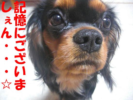 ココちゃん(2009/1/14)4