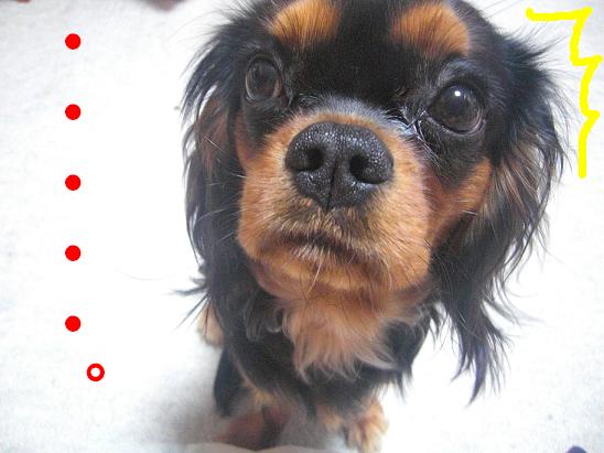 ココちゃん(2009/1/14)5