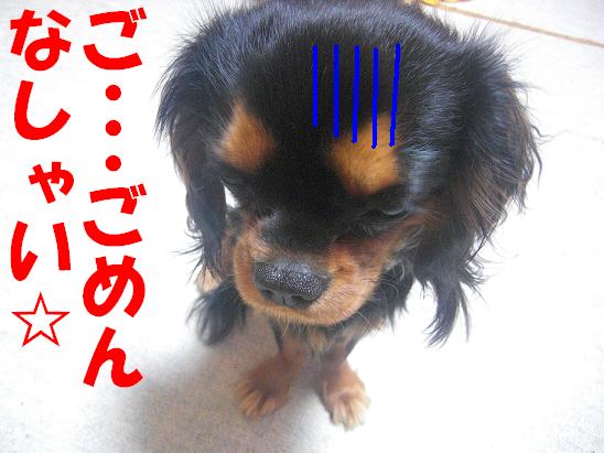ココちゃん(2009/1/14)6