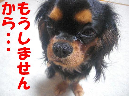 ココちゃん(2009/1/14)7