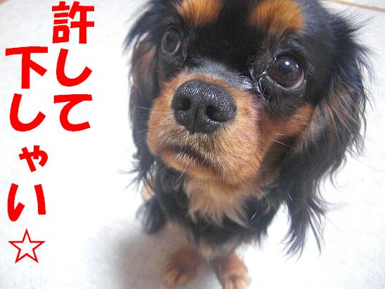 ココちゃん(2009/1/14)8