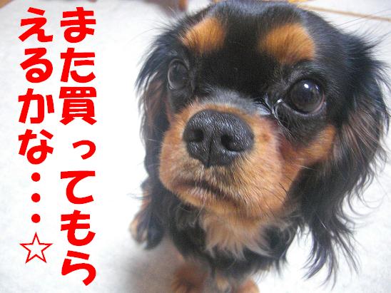 ココちゃん(2009/1/14)9