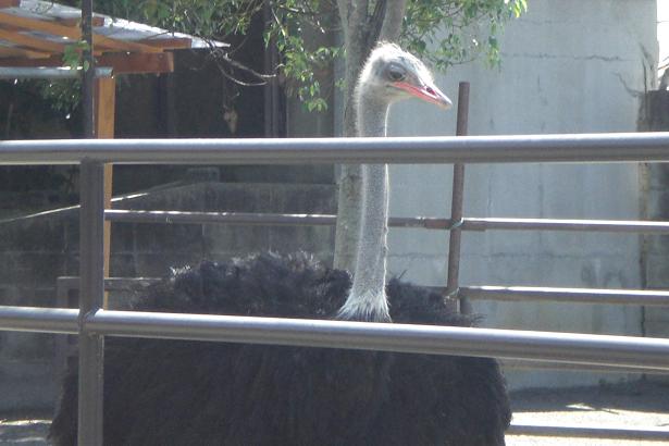 動物園 002.jpg
