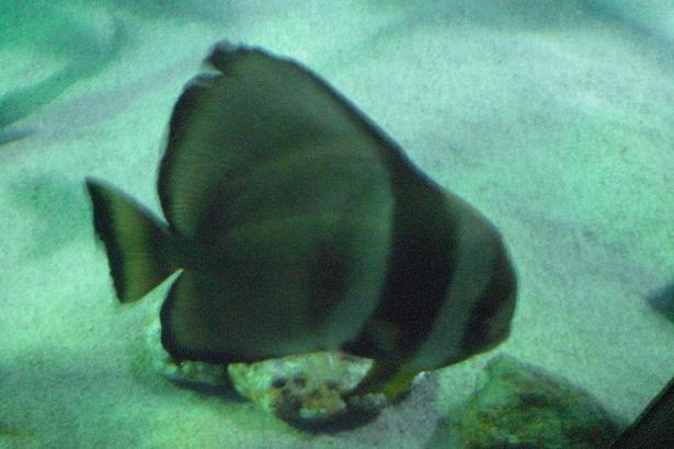水族館 011.jpg