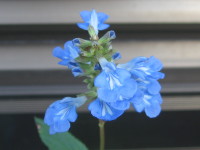 青い花１