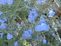青い花２