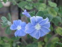 青い花３
