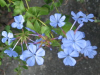 青い花４