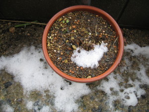 雪の日すずらん