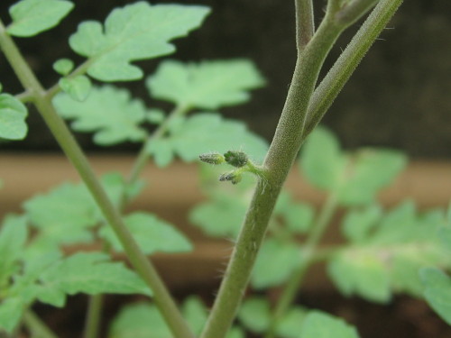 トマトの花