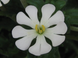 ザルジアンスキア花