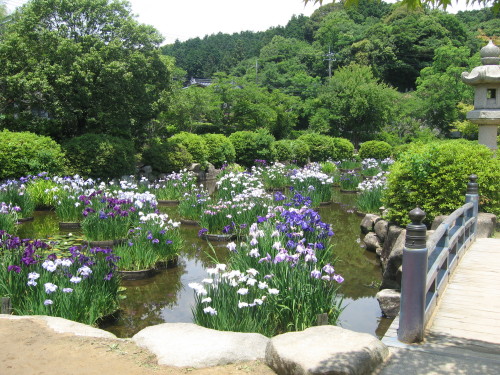 東行庵の花菖蒲