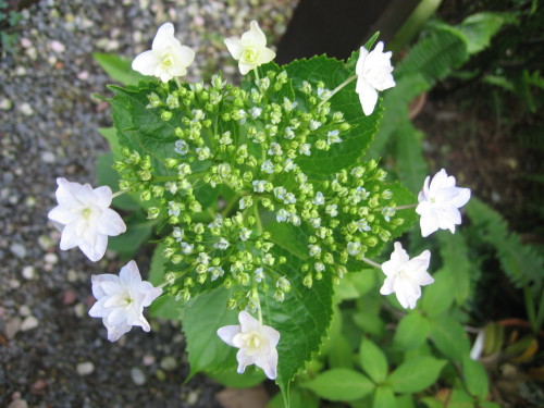 すみだの花火