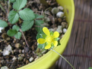 野いちごの花