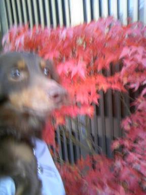 ニャンちゃんと紅葉狩り０８！