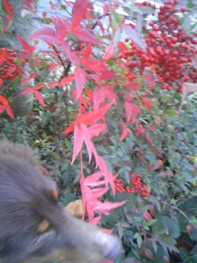 南天の実の紅葉！