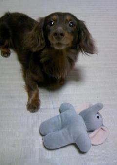 ゾウさんだ～ぁ！！