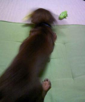 ワニさん見ててね！