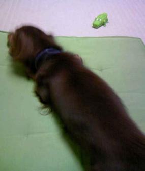 あれ？ふて寝！？？