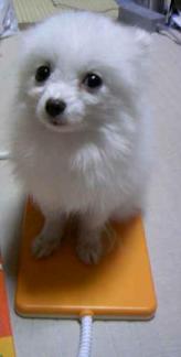 ポーちゃん用ヒーター！