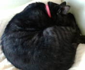 癒し猫